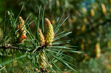 Yeşil yapraklar resim arkaplanını kapatır.