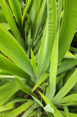 Yeşil yapraklar resim arkaplanını kapatır.