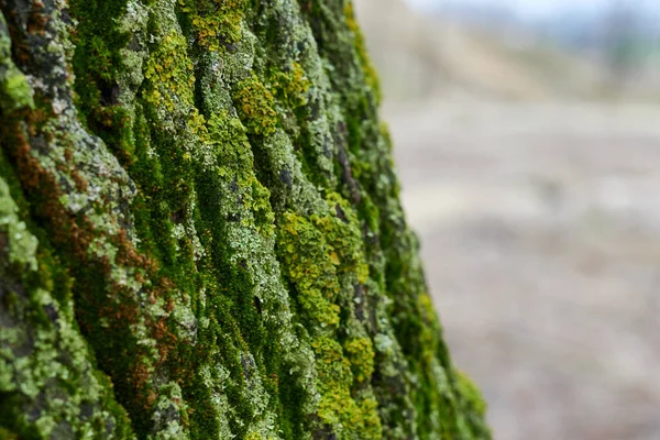 Makro Zdjęcie Kory Drzewa — Zdjęcie stockowe