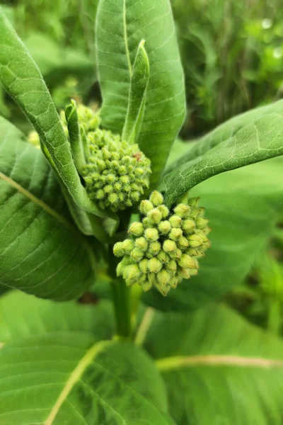 Green Leaves Close Image Background — Stock Photo, Image