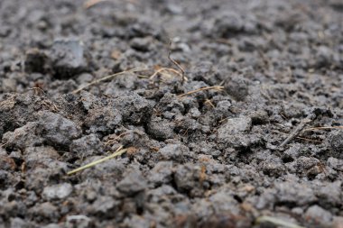 Siyah toprak makro fotoğraf, resmi kapat.