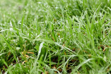 Yeşil yapraklar resim arkaplanını kapatır.