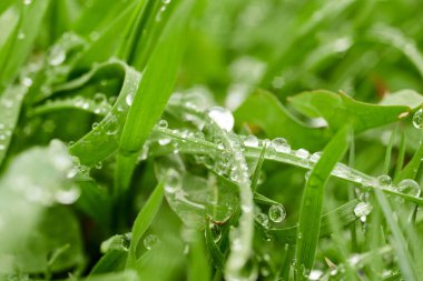 Yeşil yapraklar resim arkaplanını kapatır.