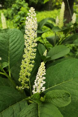 Yeşil yapraklar resim arkaplanını kapatır.