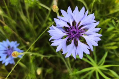 Papatya çiçeği resmi kapat.