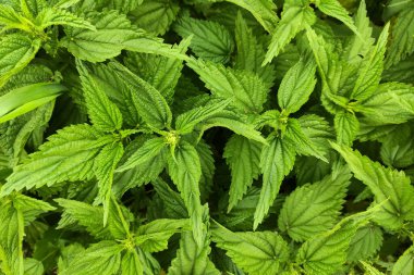 Yeşil yapraklar resim arkaplanını kapatır.