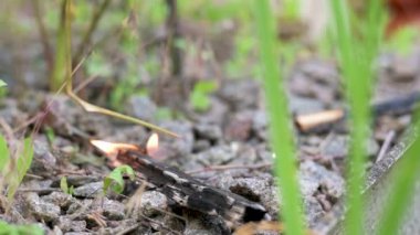 Yerde yanan odun parçaları, orman yangını tehlikesi
