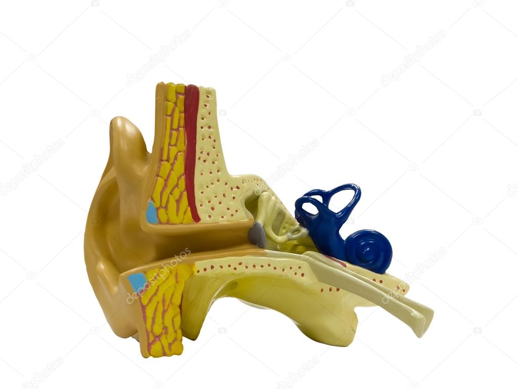 Anatomical model ear