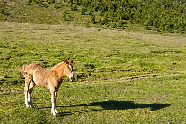 Poulain d'or somnolant tôt le matin du printemps — Photo