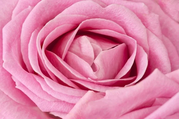 Derin pembe bir gülün merkezini kapatın.