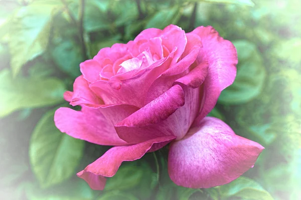 Purpurrote Rose Mit Schattigen Blütenblättern Den Wilden Hecken — Stockfoto