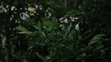 Canlı ve Sağlıklı Yapraklar - Hint keçi sakalı gelişir