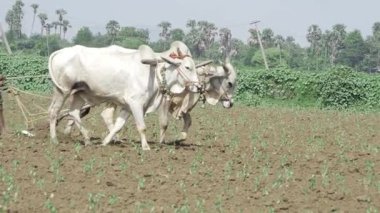 Tarlada Boğa Sürme - Geleneksel Çiftlik Tekniği
