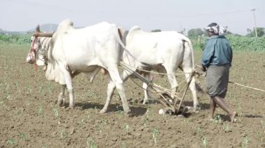 Tarlada İnek Sürdürme - Sürdürülebilir Tarım Çözümü