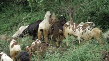 Yerli Keçi Sürüsü yemyeşil ormanda