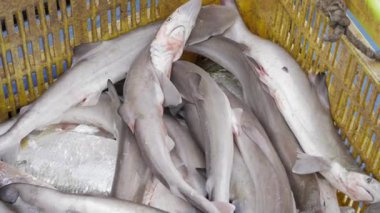 Fresh Catch - En İyi Balık Marketini Keşfet