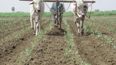 Bufalolar Tarım Devrimine Öncülük Ediyor - Güç ve Hassasiyetle Sürme