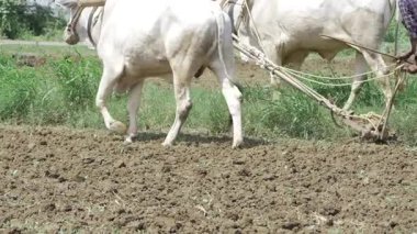 Tarımı Güçlendiren Arazide Görkemli Beyaz Öküz