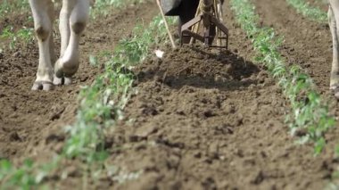 Bufalo Tarlaları - Antik Tarım Modern Verimlilikle Karşılaşıyor