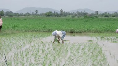 Vahşi doğada tarım - Tarlalarda Bir Yolculuk