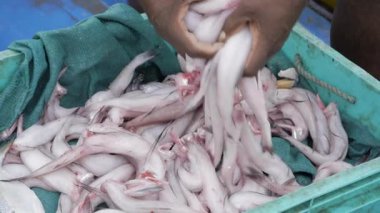 Pazarda taze balık avlıyor.