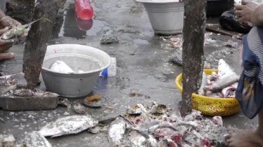 Hindistan 'ın Meşgul Balık Pazarı' nın Balık Hikayesi Yüzeyin Altındaki Dünya 'ya Bir Bakış