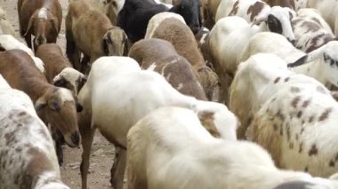 Vahşi bir keçi sürüsü - Yakından bakın onların sonuçlarına