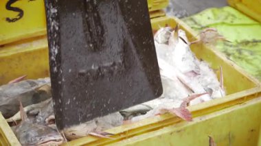 Taze Balık Pazarı - Deniz Ürünleri Dünyasında Aşçılık Yolculuğu