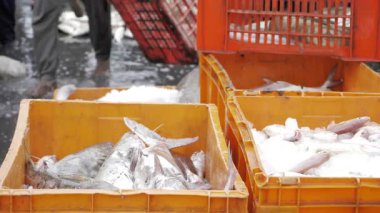 Freshly Caught Seafood - Delightful Delicacies at the Market