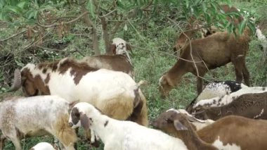Dünyanın En Eşsiz Keçi Yetiştiren Doğanın Ödülü 'nü keşfedin.