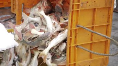 Hareketli Balık Pazarı Titreşimi Gözler ve Tat Tomurcukları için Bir Ziyafet