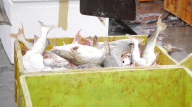 Hindistan 'ın Balık Pazarı Taze Tilapia