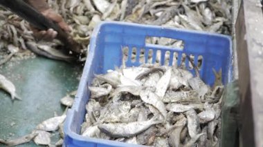 Markette Taze Hasat Edilen Deniz Ürünleri - Sürdürülebilir Seçimler İçin Muhbirin Rehberi