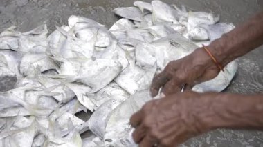 Markette El Sıralaması Taze Balık, Otantik Balık Ticareti Süreci