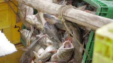 Taze Deniz Ürünleri Açık Artırması - Cömert Balık Koleksiyonu