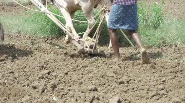 Tarlalarda Bufalo Sürme - Eski Tarım Yöntemi