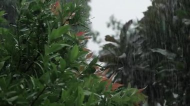 Doğanın nöbeti Yağmurlu bir günün kucaklaması