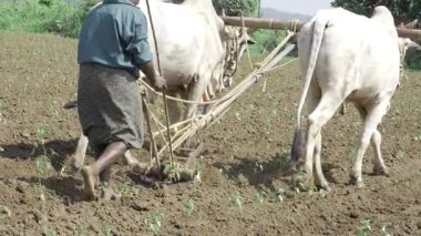 Hint Bufalo Sürüşü - Geleneksel Tarımsal Eylem