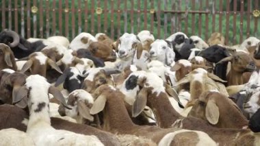 Hint Keçilerinin Canlı Dünyası Sürüleri Arasında Görsel Bir Yolculuk