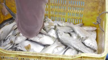 Taze Balık - Hindistan 'ın Deniz Ürünleri Ödülü