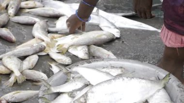 Hand reaching for fresh fish at market - A local seafood experience