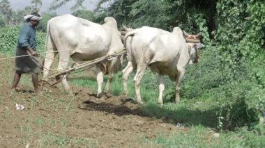 Verimli Tarım - Sürdürülmüş Tarım 'da Sığır Rolü