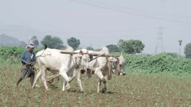 Verimli tarım - Beyaz Bufalo Pulluğu 'nun Gücü