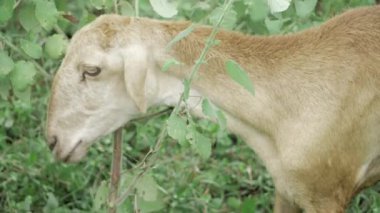 Bir Keçinin Neşeli Anı 'na kendini kaptırmış.
