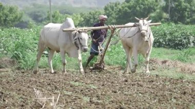 Geleneksel Öküzler ve Yaban Tarlasında Verimli Çiftçilik