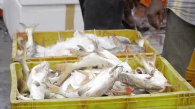 Taze Balık Ödülü- Hint Balık Pazarına Bir Bakış