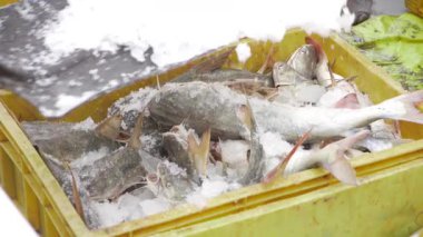 Taze Balık Pazarı - Yerel ve Mevsimsel Seçimler