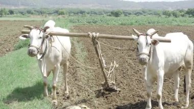 Tarlada Bufalo Sürme - Mevsimin Ödülünü Hasat Etme