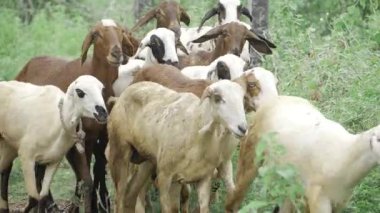 Kadeh sürüsü ormanda otluyor.