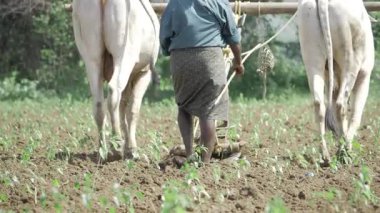 Tarımda Verimlilik - Tarlada İnekler ve Çiftçilerle Geleneksel Sürme